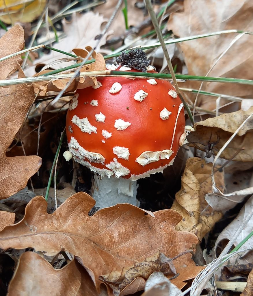 Die geheime Welt der Pilze - Mein Bielefelder