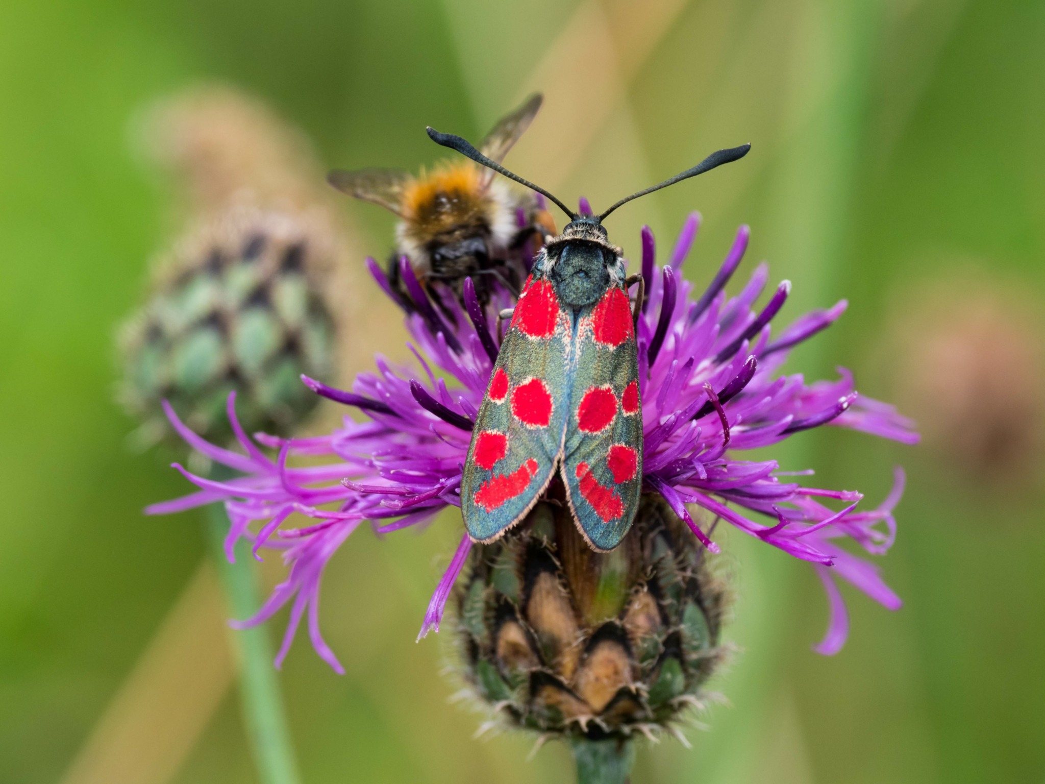 Natürlich Bielefeld - Mein Bielefelder